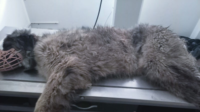 Köpeğin röntgeninden 400 saçma çıktı