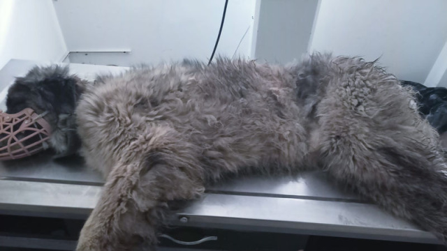 Köpeğin röntgeninden 400 saçma çıktı