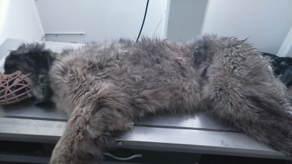 Köpeğin röntgeninden 400 saçma çıktı