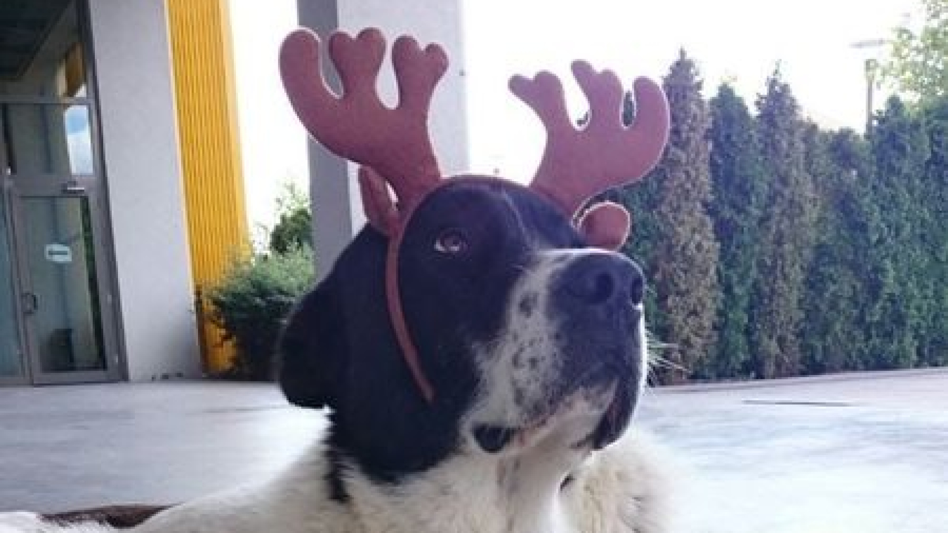 Matmazel'in darbedildiği tespit edildi! Darp edenlerin iş akitleri feshedildi | Son dakika haberleri