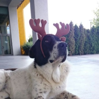 Matmazel'in darbedildiği tespit edildi!