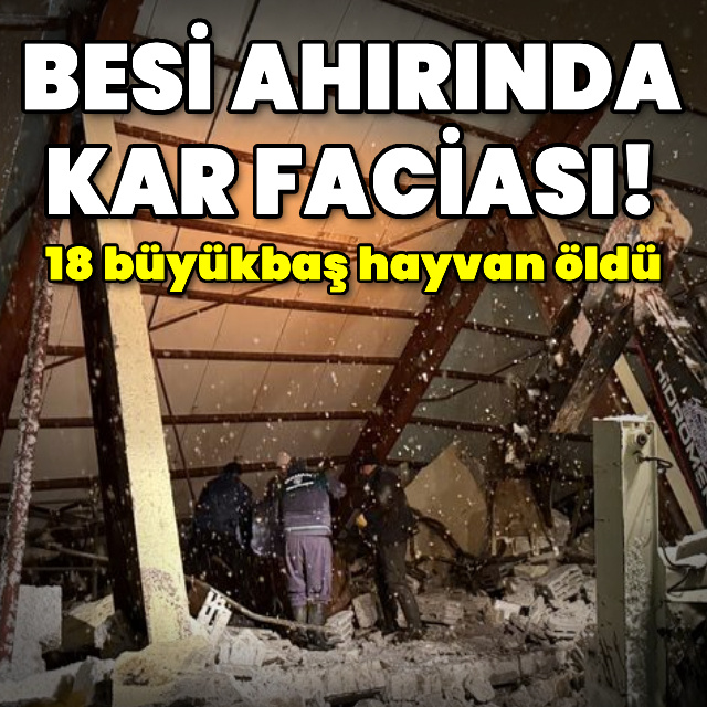 Besi ahırında kar faciası! 18 büyükbaş öldü