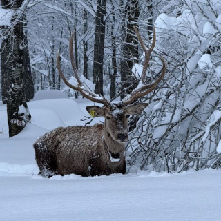 Karla kaplı Kuzuyayla Tabiat Parkı'nda kamerada