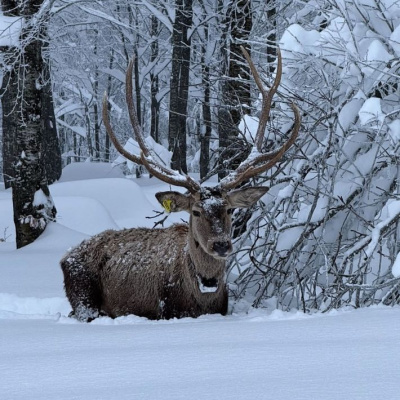 Karla kaplı Kuzuyayla Tabiat Parkı'nda kamerada