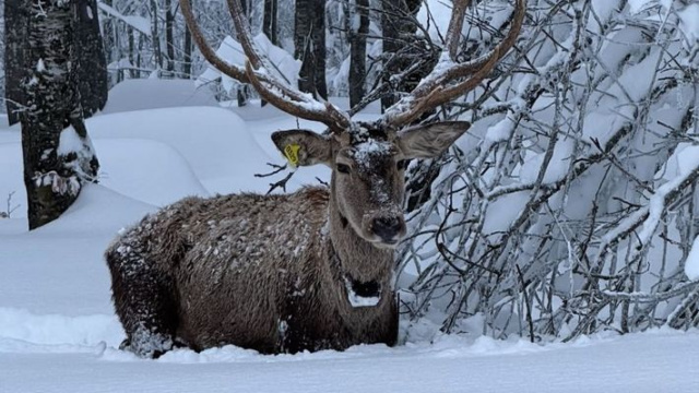 Karla kaplı Kuzuyayla Tabiat Parkı'nda kamerada
