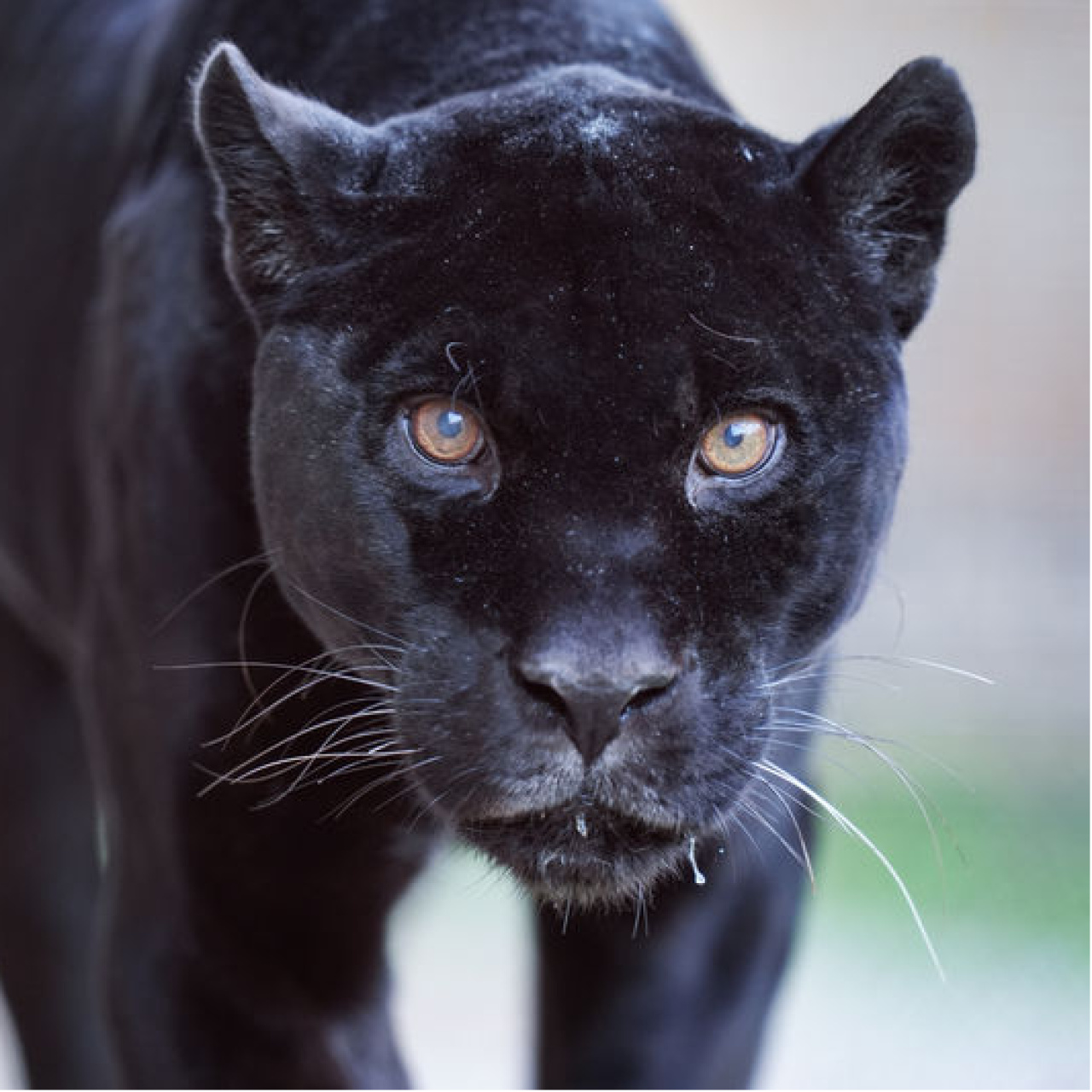 Jaguar Juliet'ten üzen haber