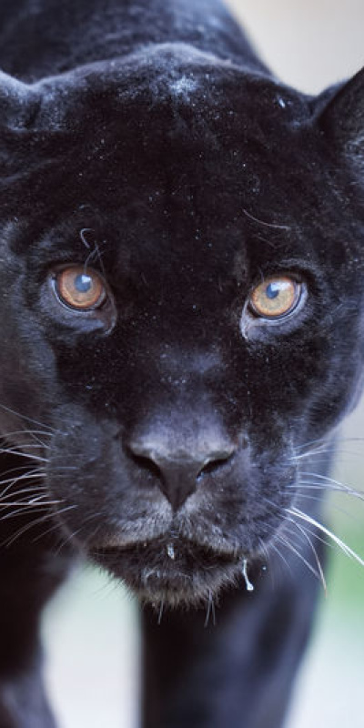 Jaguar Juliet'ten üzen haber