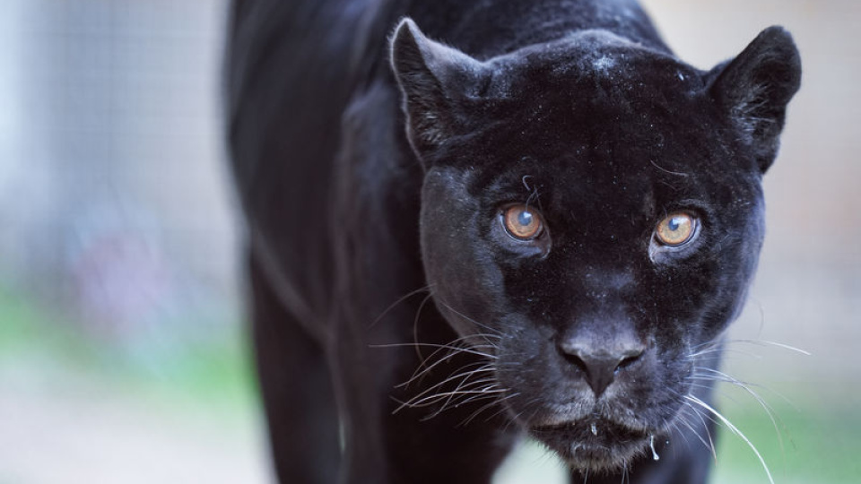 Jaguar Juliet'ten üzen haber