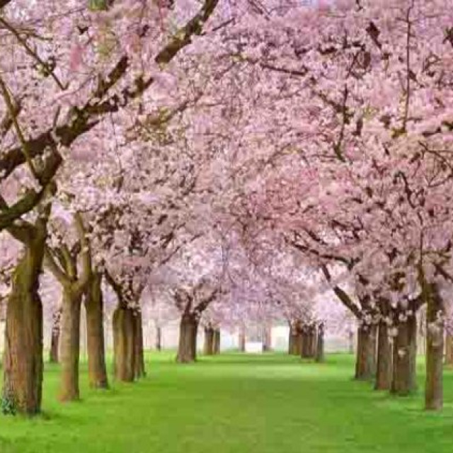 Cemre düşme tarihleri 2026