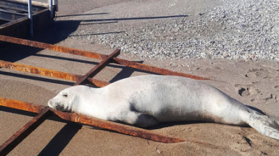 Akdeniz foku karaya çıktı