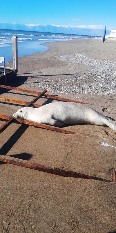 Akdeniz foku karaya çıktı