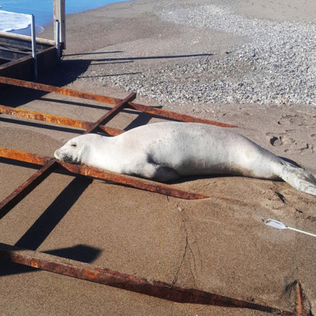 Akdeniz foku karaya çıktı
