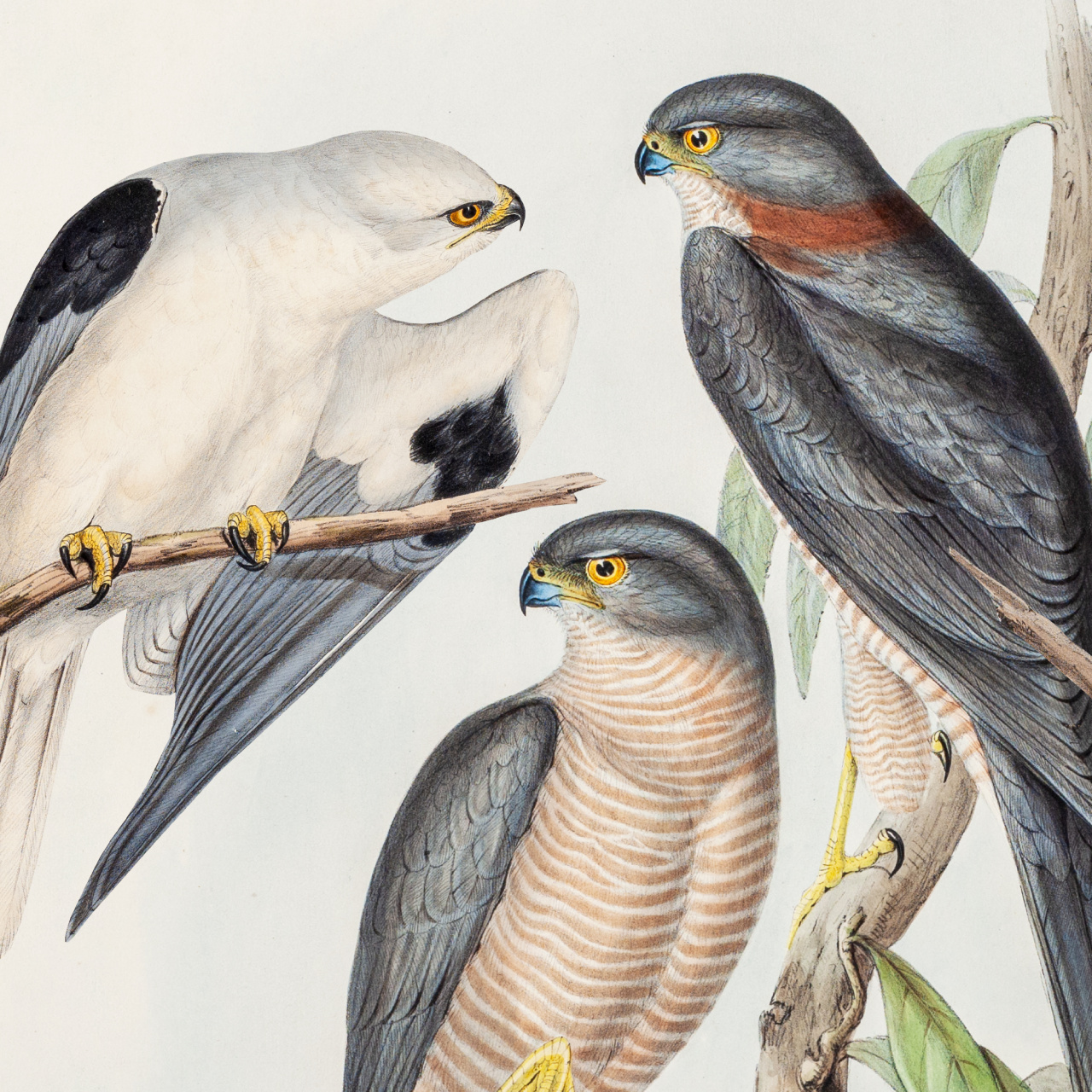 Kuş Kolektifi'nin ilk konseri Pera Müzesi'nde