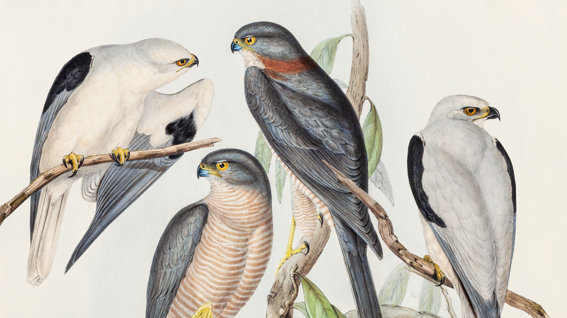 Kuş Kolektifi'nin ilk konseri Pera Müzesi'nde gerçekleşecek