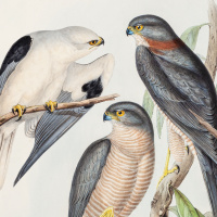 Kuş Kolektifi'nin ilk konseri Pera Müzesi'nde