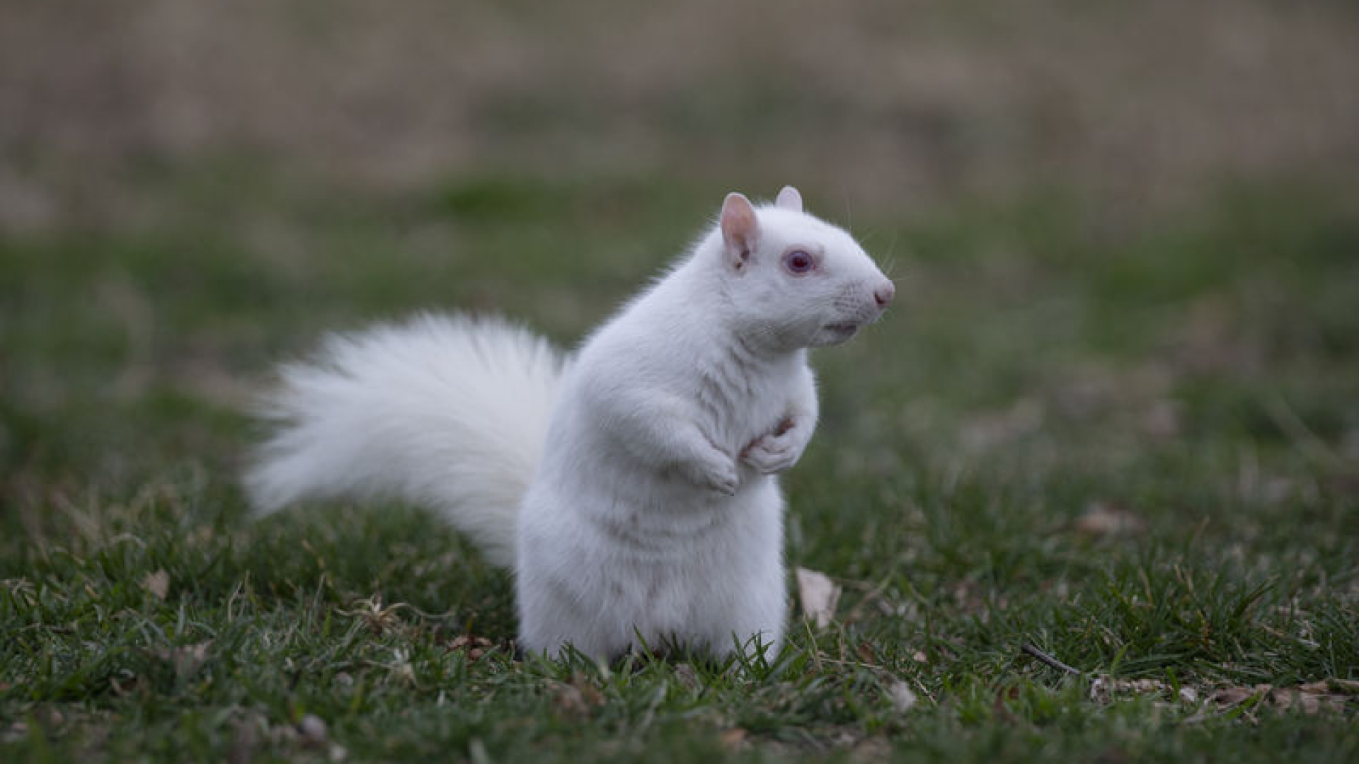 Washington'da doğanın nadir canlılarından albino sincap görüntülendi
