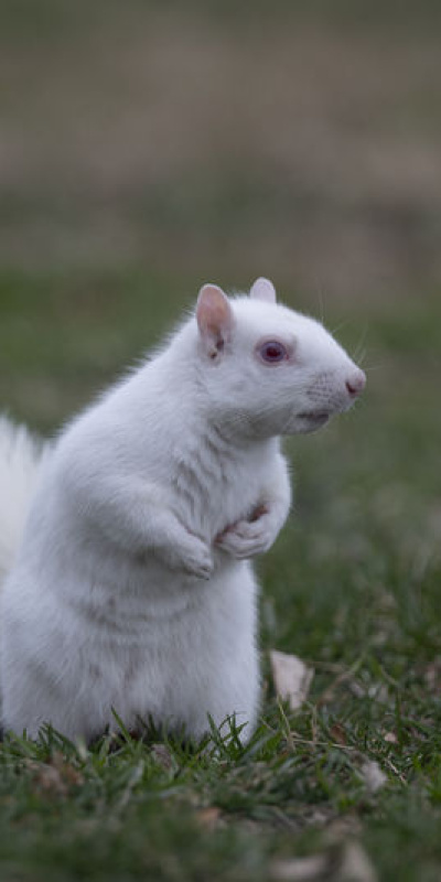 Son derece nadir! Albino sincaplar kayıt altında