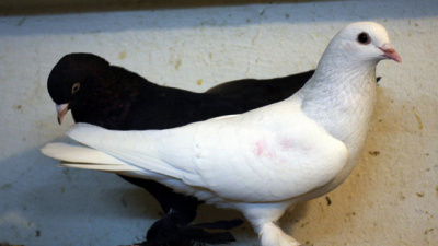 Güvercin beslemek günah mı?