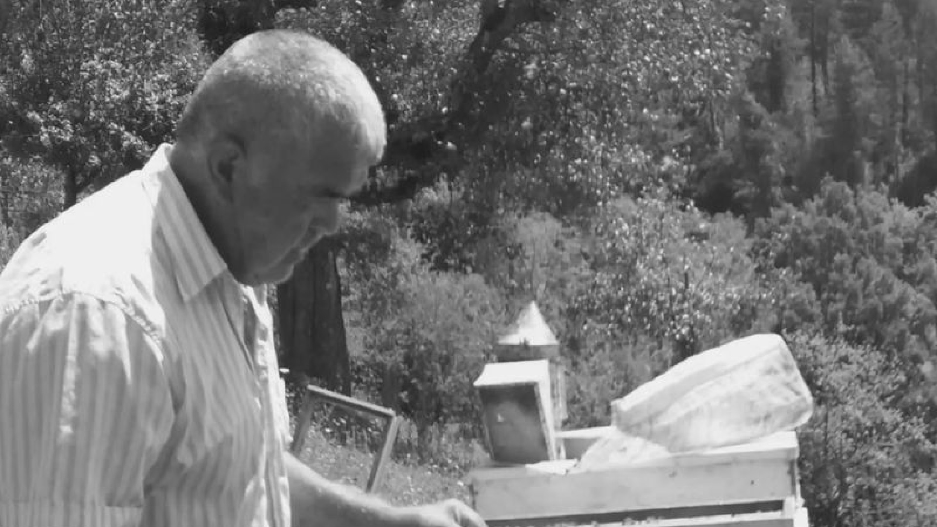 Son dakika: Bartın haberleri: Kestiği ağacın altında kalan adam öldü | Son dakika haberleri