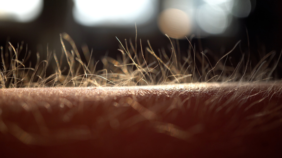 Kollardaki kılları almak günah mı?