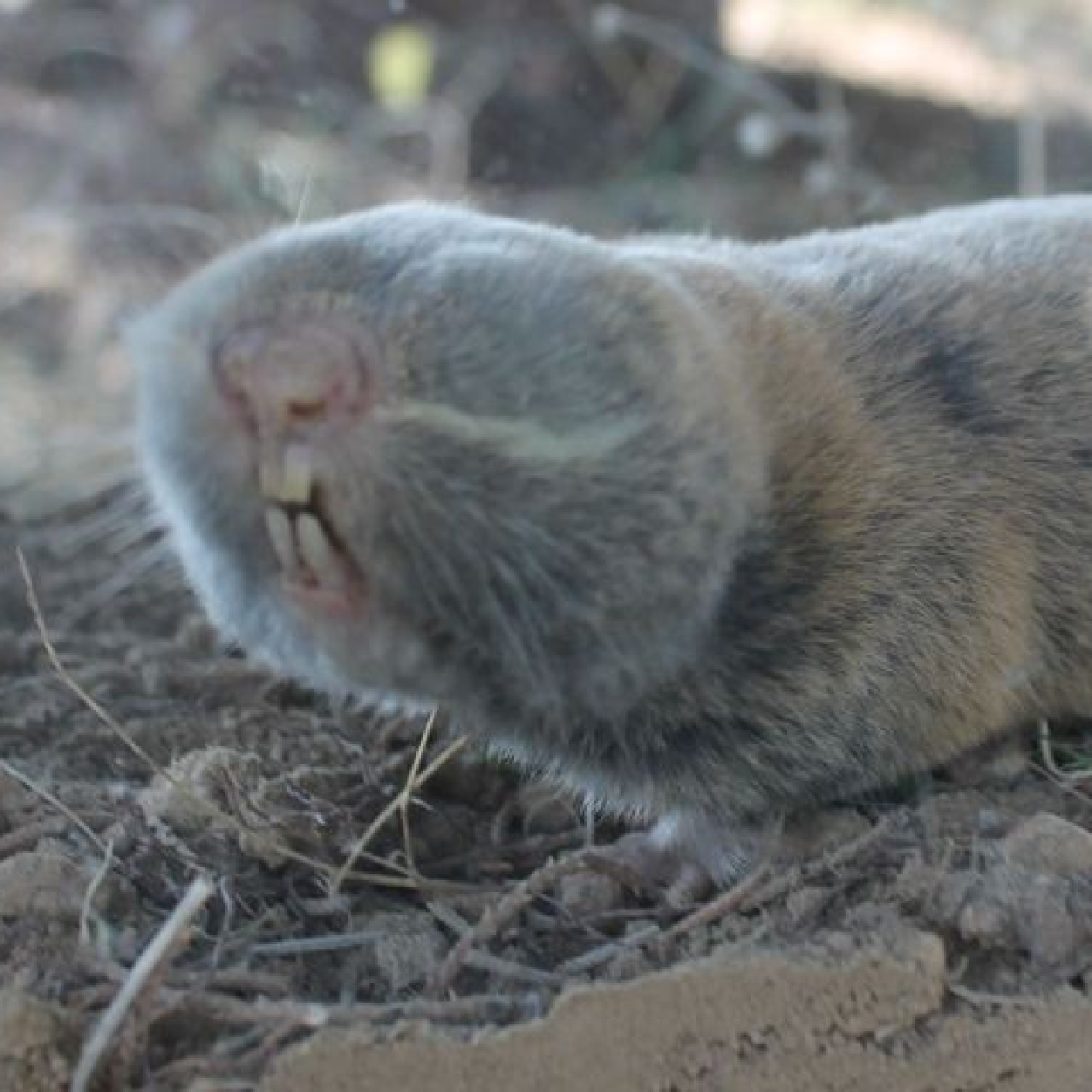 Türkiye'de kör köstebeğin 3 yeni türü keşfedildi