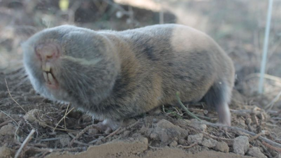 Türkiye'de kör köstebeğin 3 yeni türü keşfedildi