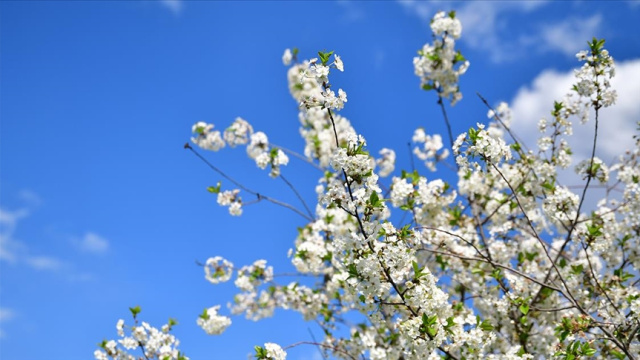 Cemre düşme tarihleri