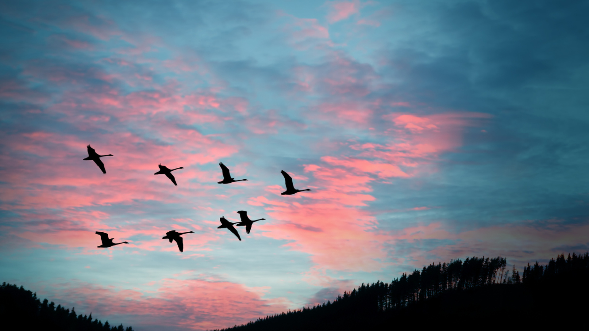 Pusulaları olmadan yolu nasıl buluyorlar? Kuşların göç macerasına dair ilginç bilgiler