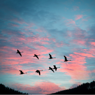 Kuşlar yollarını nasıl buluyor?