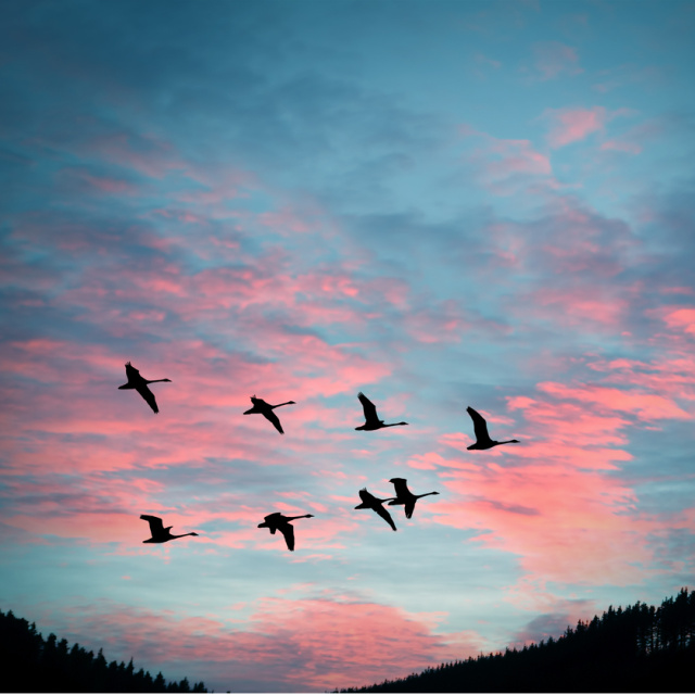 Kuşlar yollarını nasıl buluyor?