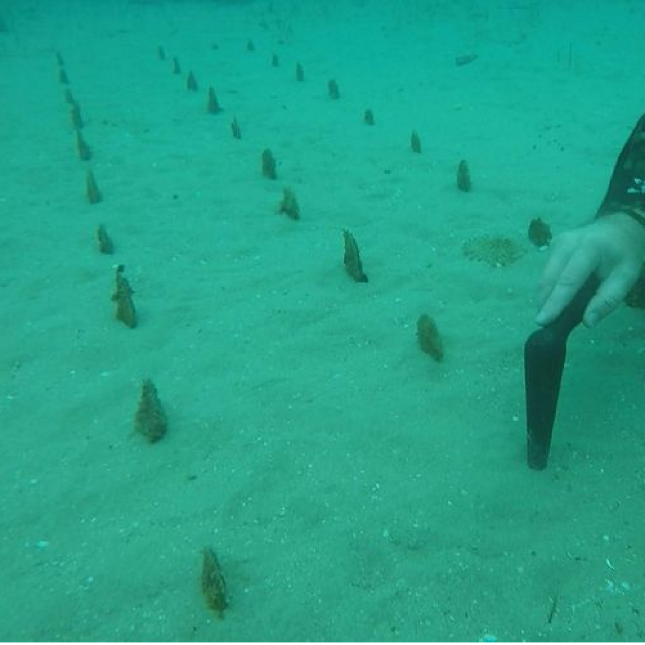 Denizin dibindeki tarla şaşırttı!