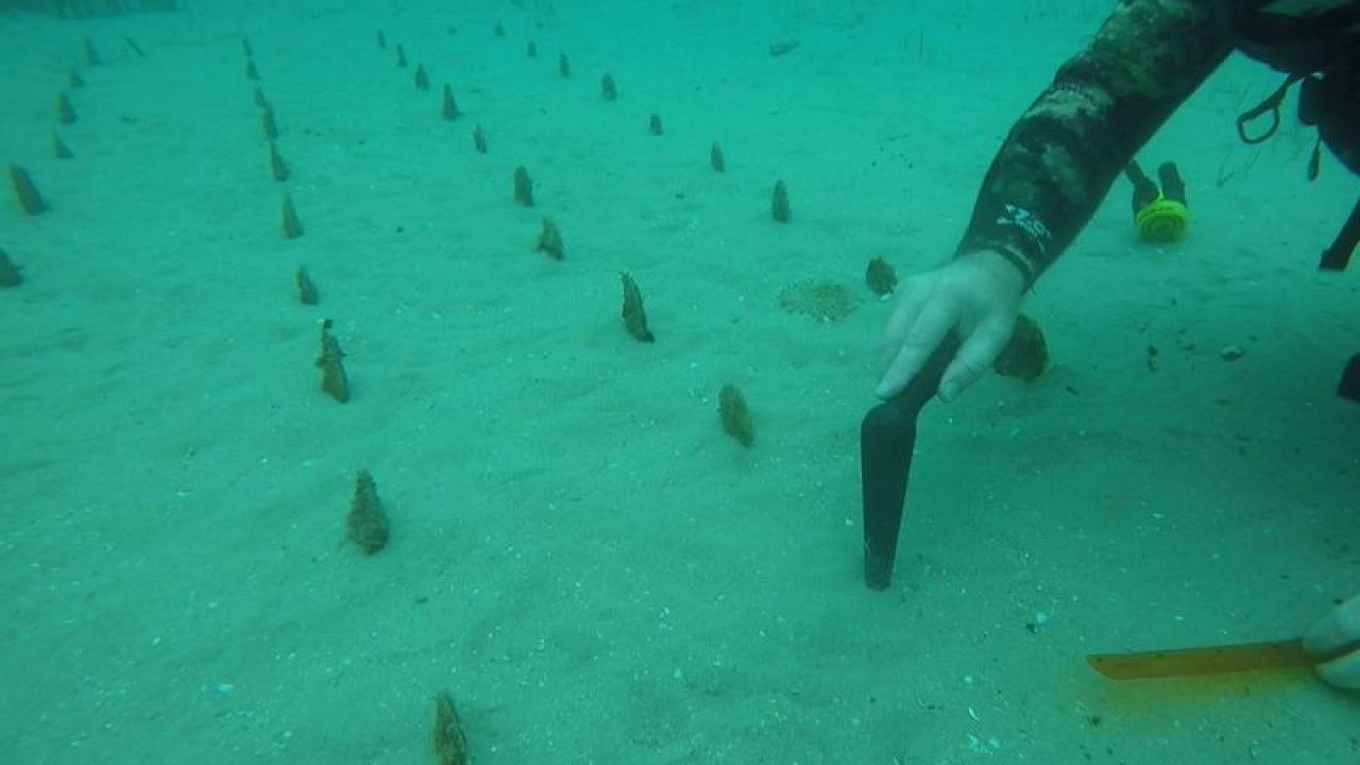 Denizin dibindeki tarla şaşırttı! Bakın ne yetişiyor...