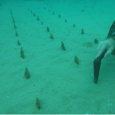 Denizin dibindeki tarla şaşırttı!