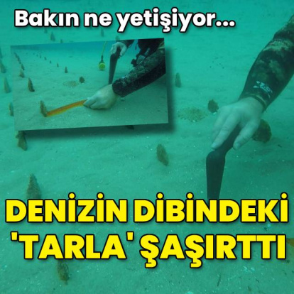 Denizin dibindeki tarla şaşırttı!