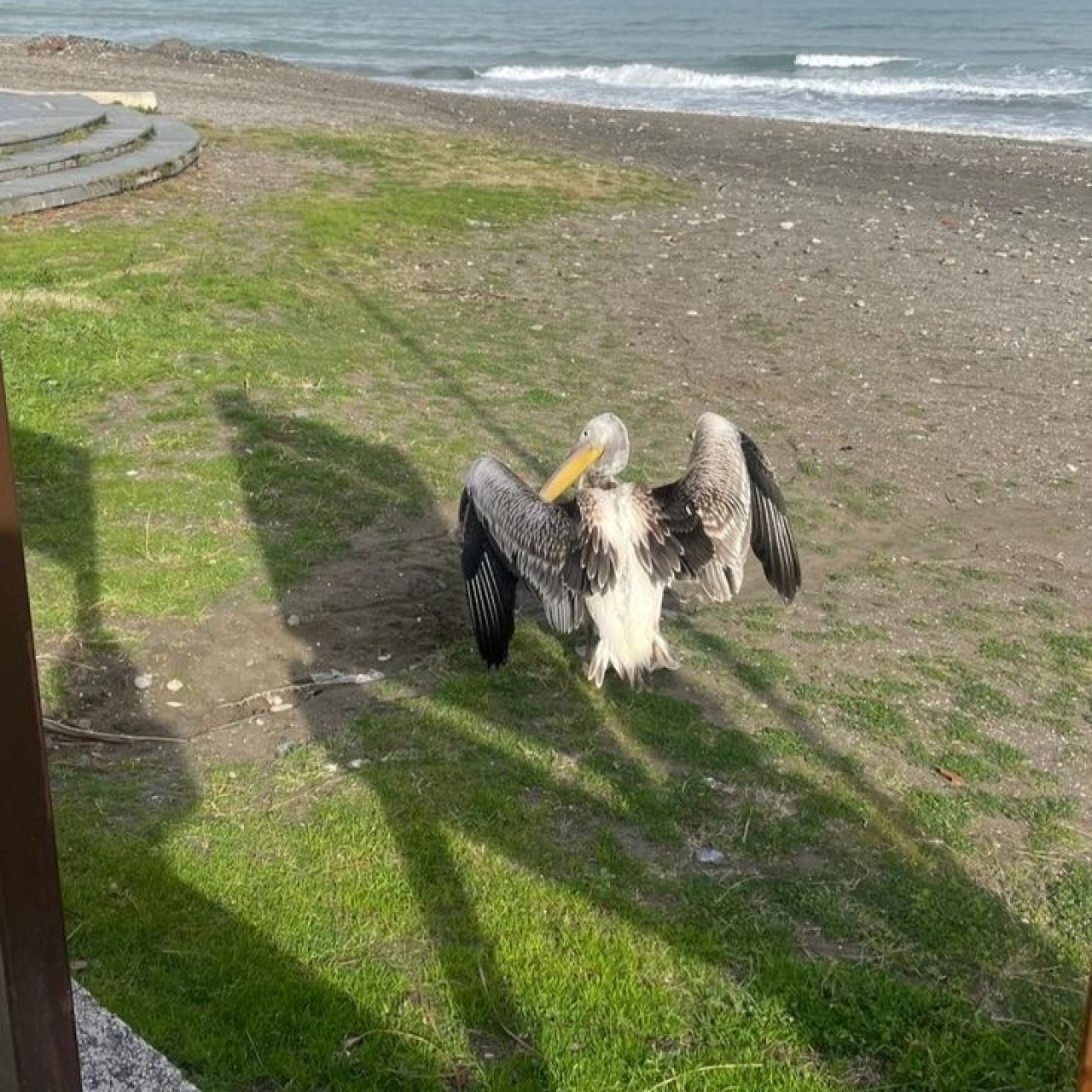 Sahilde sevimli misafir