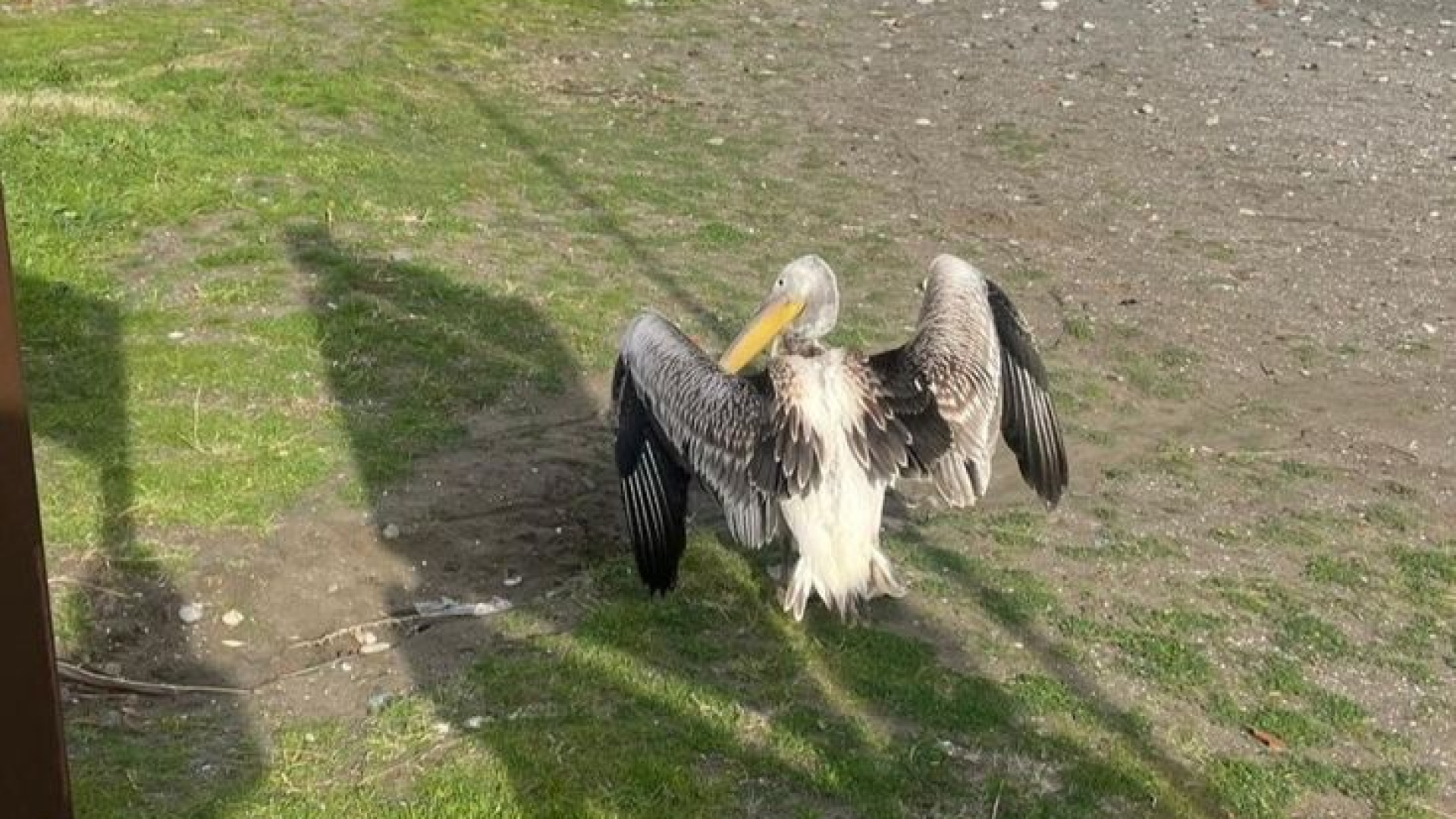 Atakum sahilinde pelikan görüldü