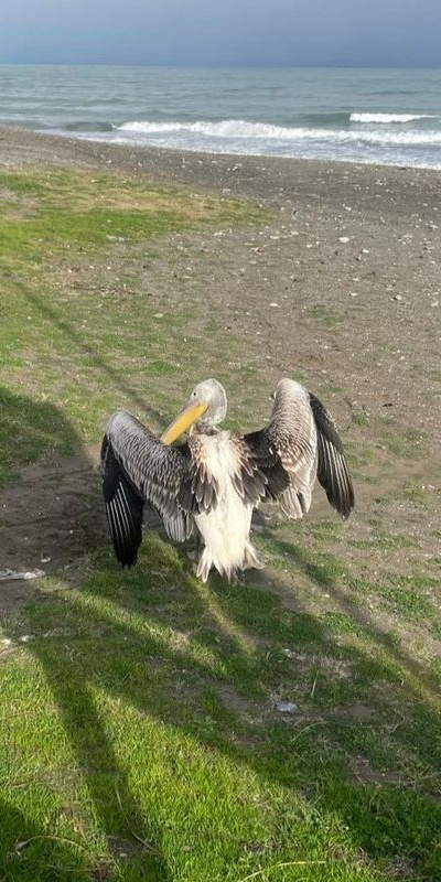 Sahilde sevimli misafir