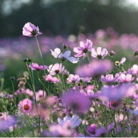 İlk Cemre ne zaman ve nereye düşecek?