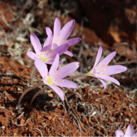 Koparmanın cezası 699 bin 245 TL!