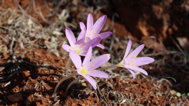 Koparmanın cezası 699 bin 245 TL!