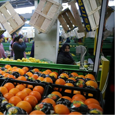 Tarımsal ihracat 2025'te 36,4 milyar dolar oldu