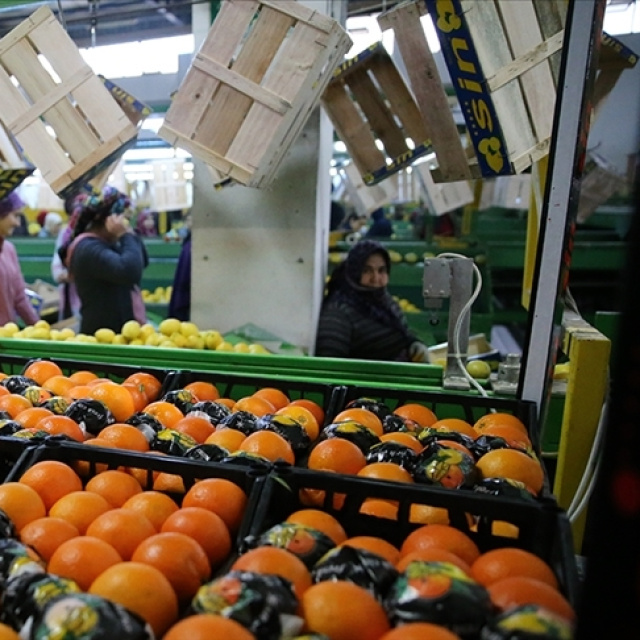 Tarımsal ihracat 2025'te 36,4 milyar dolar oldu