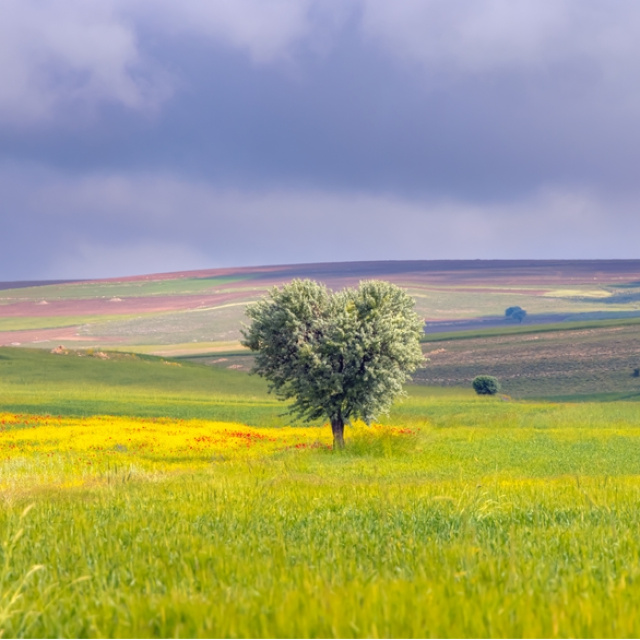 TOKİ 29 ilde 244 arsa satıyor