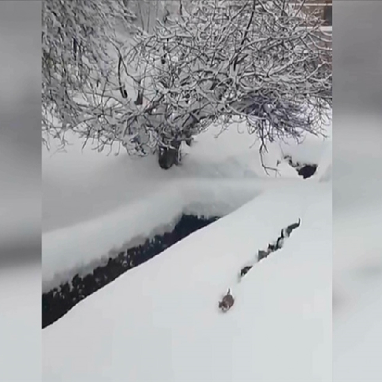 İmamın seslendiği kedilerin karda böyle sıralandı