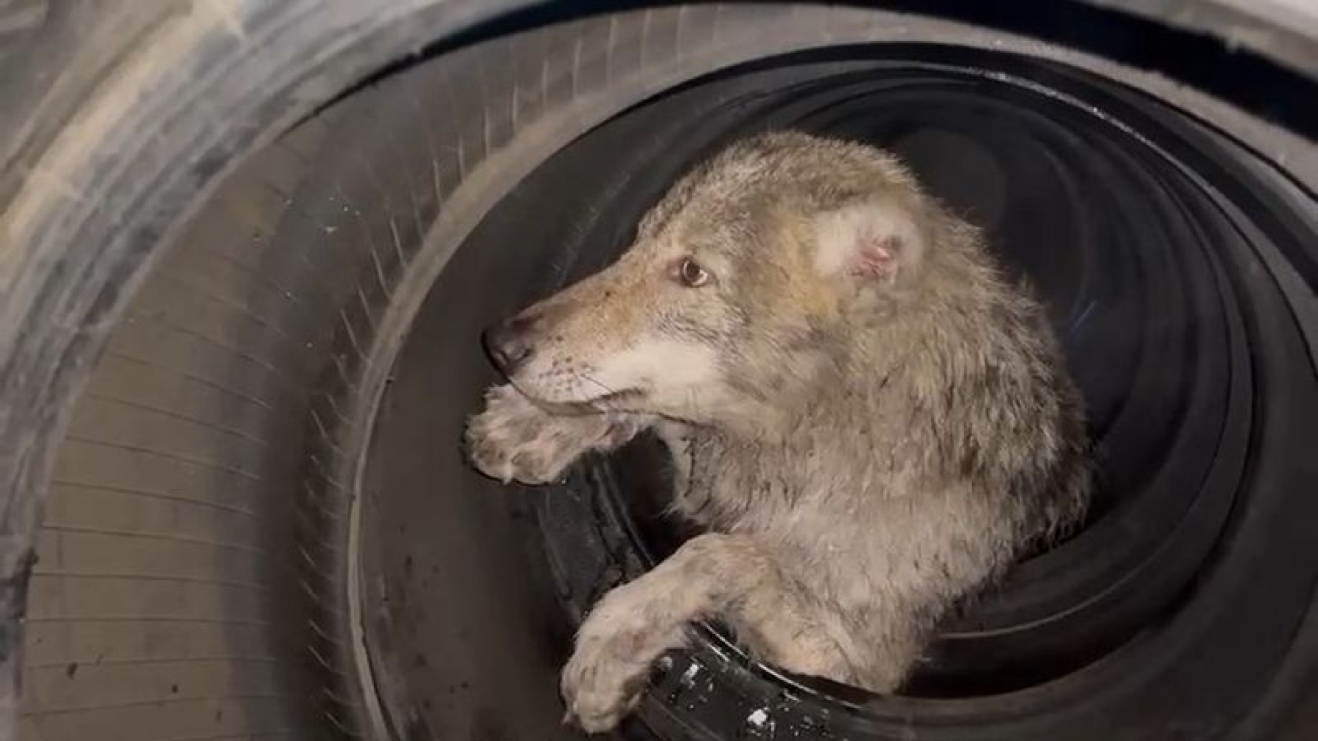 Bingöl’de araç lastik dükkanına giren kurt hayvan barınağına götürüldü.