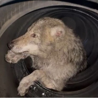 Kurttan rot-balans molası