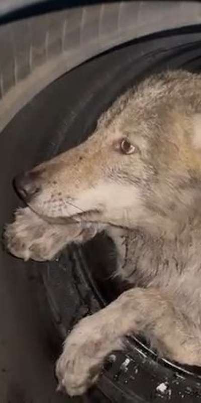 Kurttan rot-balans molası