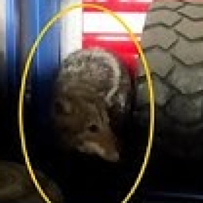 Davetsiz misafir korkuttu!