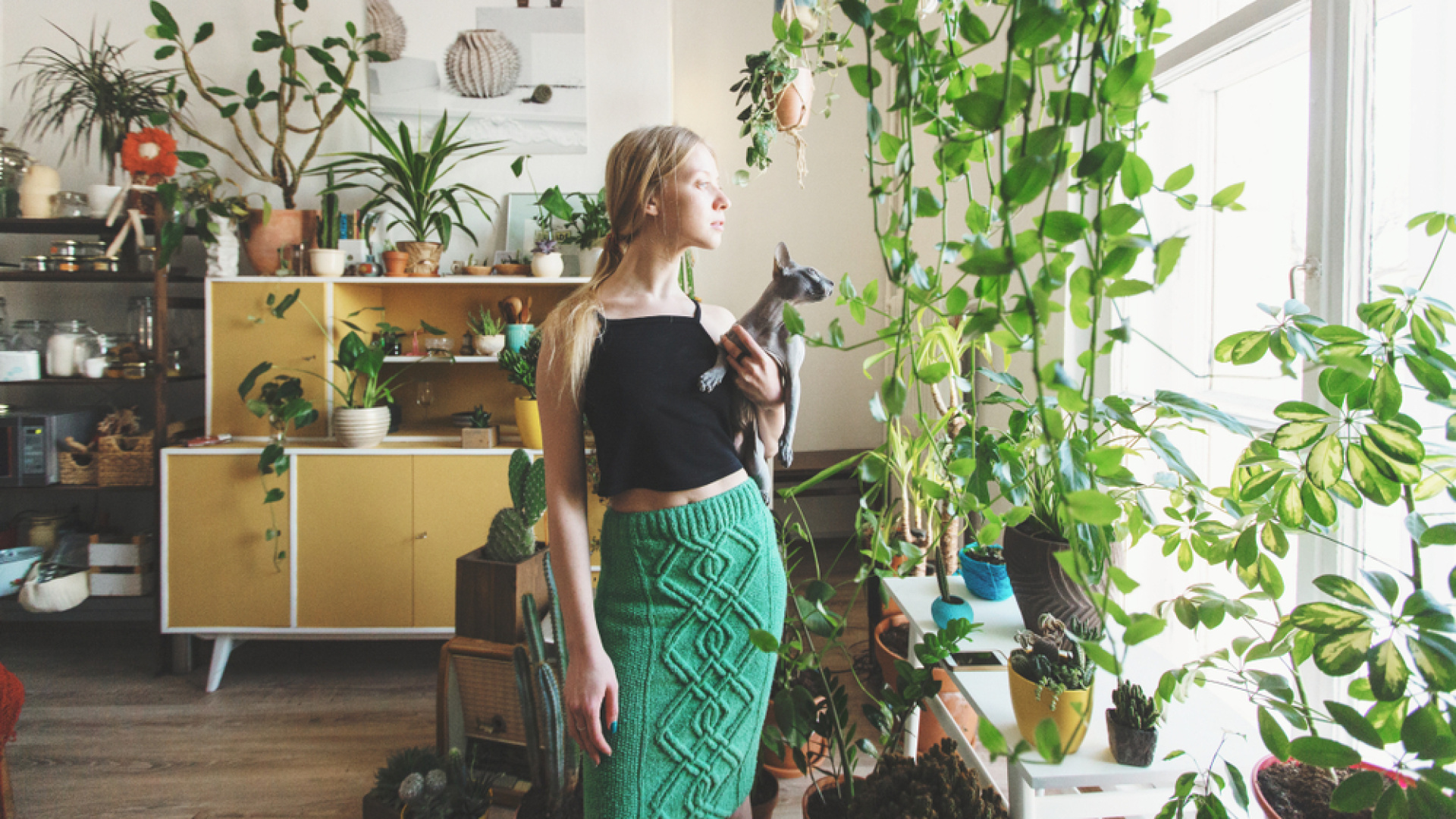 Evinizi çiçeklerle süslemeden önce bir daha düşünün! İşte kediler için zehirli 8 çiçek