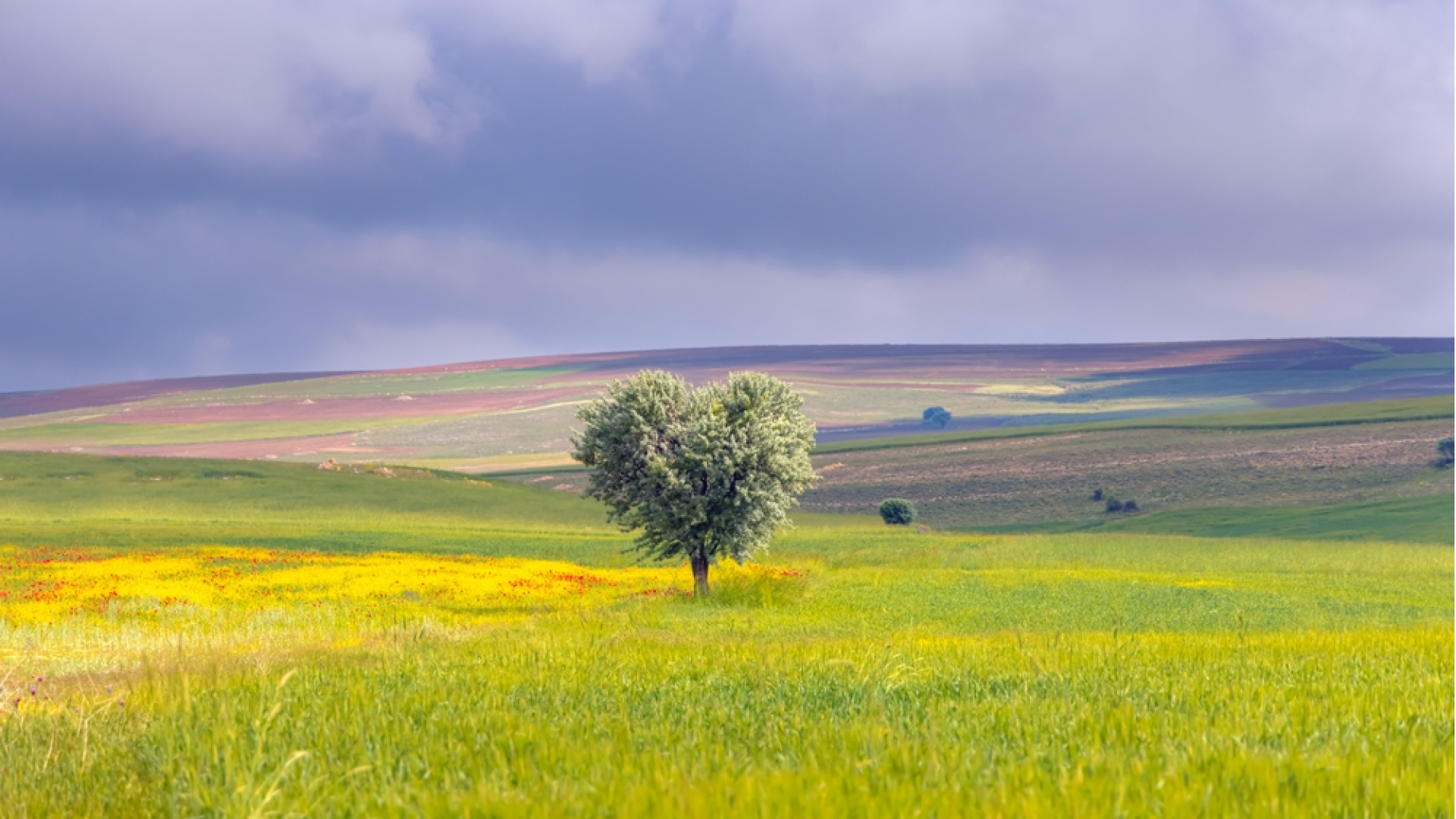 TOKİ'den 48 ay vadeyle arsa satışı: TOKİ 29 ilde 244 arsa satışı ne zaman, nerede, ödeme planı ve vade seçenekleri neler?